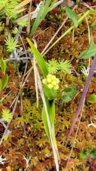 Platanthera blephariglottis