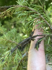 Herpotrichia juniperi