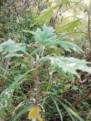 Berkheya bipinnatifida
