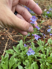 Penstemon virens
