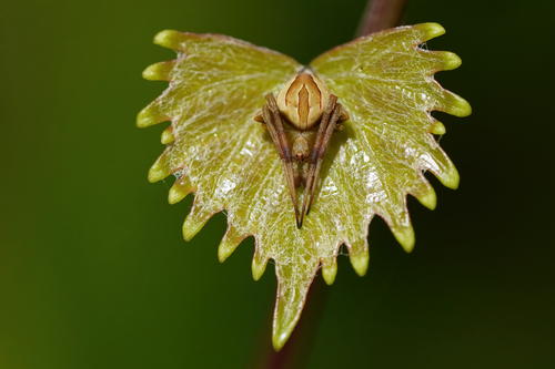 Difoliate Orbweaver