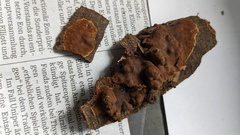 Hypoxylon fuscopurpureum