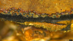 Hypoxylon fuscopurpureum