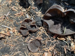 Plicaria endocarpoides