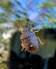 Holcostethus abbreviatus