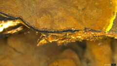 Hypoxylon fuscopurpureum