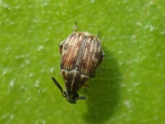 Acanthoscelides