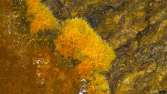 Hypoxylon fuscopurpureum