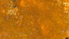 Hypoxylon fuscopurpureum