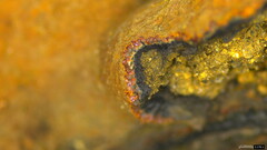 Hypoxylon fuscopurpureum