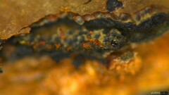 Hypoxylon fuscopurpureum