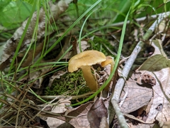 Neohygrocybe