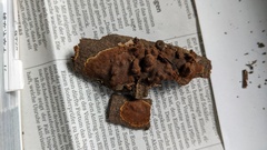 Hypoxylon fuscopurpureum