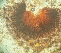 Hypoxylon fuscopurpureum