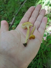 Neohygrocybe