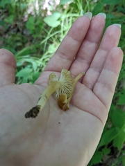 Neohygrocybe