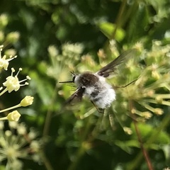 Bombylius incanus