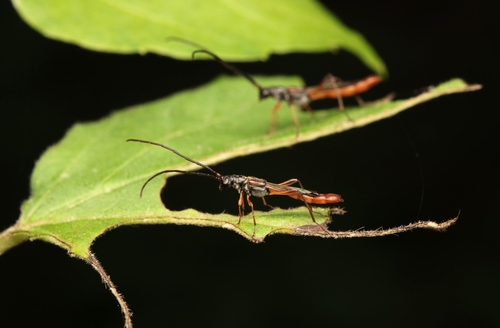 Slender Long-horned Beetle photo 4