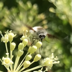 Bombylius incanus