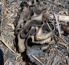 Plicaria endocarpoides