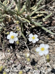 Ivesia santolinoides