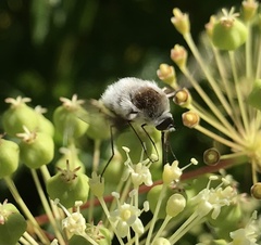 Bombylius incanus