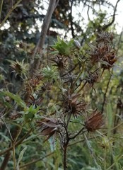 Berkheya bipinnatifida