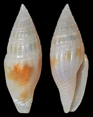 Anarithma