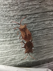Coreus marginatus