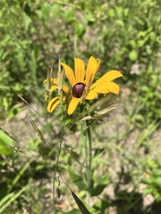Rudbeckia hirta pulcherrima