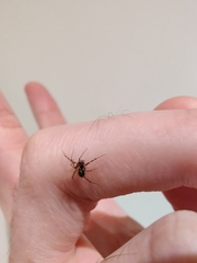 Lepthyphantes minutus