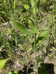 Rudbeckia hirta pulcherrima