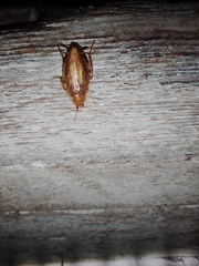 Ectobius vittiventris