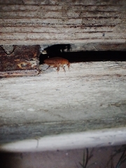 Ectobius vittiventris