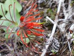 Castilleja scabrida