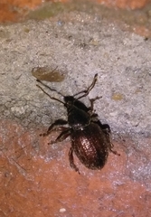 Otiorhynchus indefinitus