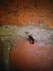 Otiorhynchus indefinitus