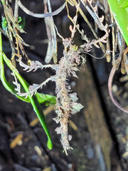 Trychopeplus laciniatus