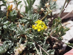 Alyssum diffusum