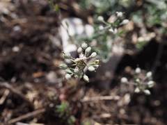 Alyssum diffusum