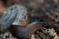 Bradybaena similaris image