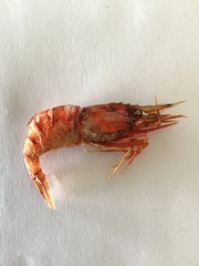 Eualus suckleyi