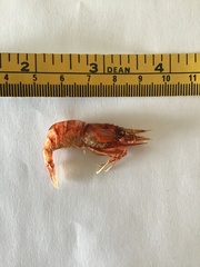 Eualus suckleyi