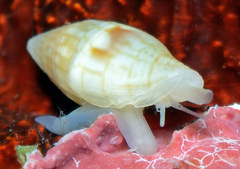 Anarithma