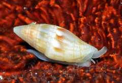 Anarithma