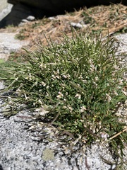 Boechera shevockii