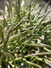 Boechera shevockii
