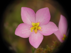 Sabatia grandiflora