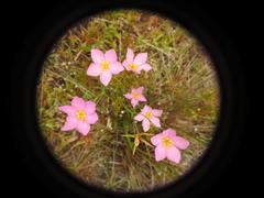 Sabatia grandiflora