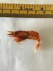 Eualus suckleyi